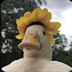 Meet your Posher, Ava